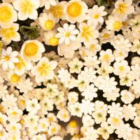 Keramik Blumen Großhandel Display